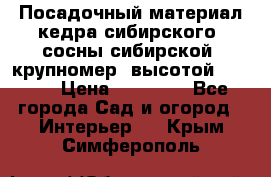 Посадочный материал кедра сибирского (сосны сибирской) крупномер, высотой 3-3.5  › Цена ­ 19 800 - Все города Сад и огород » Интерьер   . Крым,Симферополь